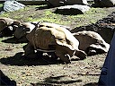 Tortoise On Wheels